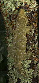 gecko